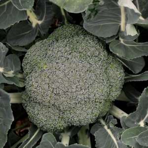 Стромболи F1 (Niz 18-065 F1) - капуста брокколи, 2500 семян, Nickerson Zwaan фото, цена